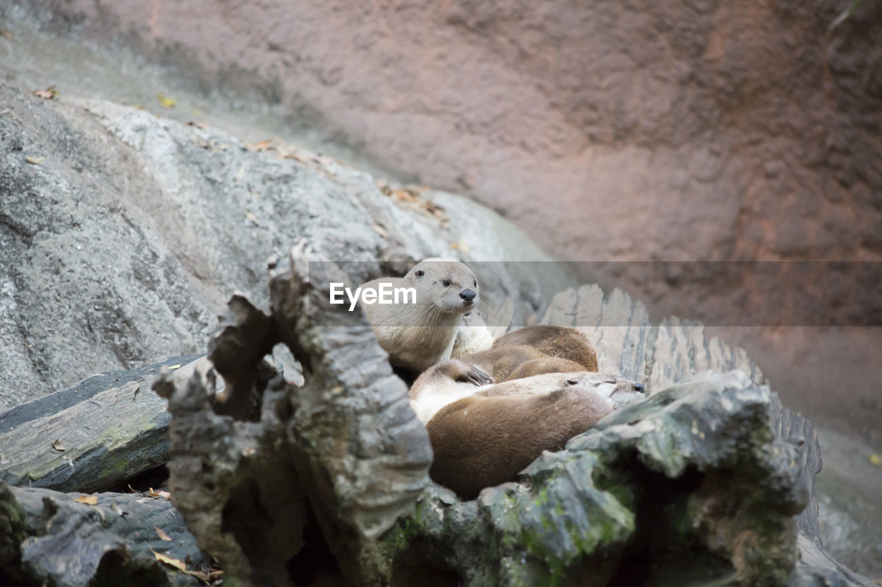 Otters safely resting together on a tree trunk