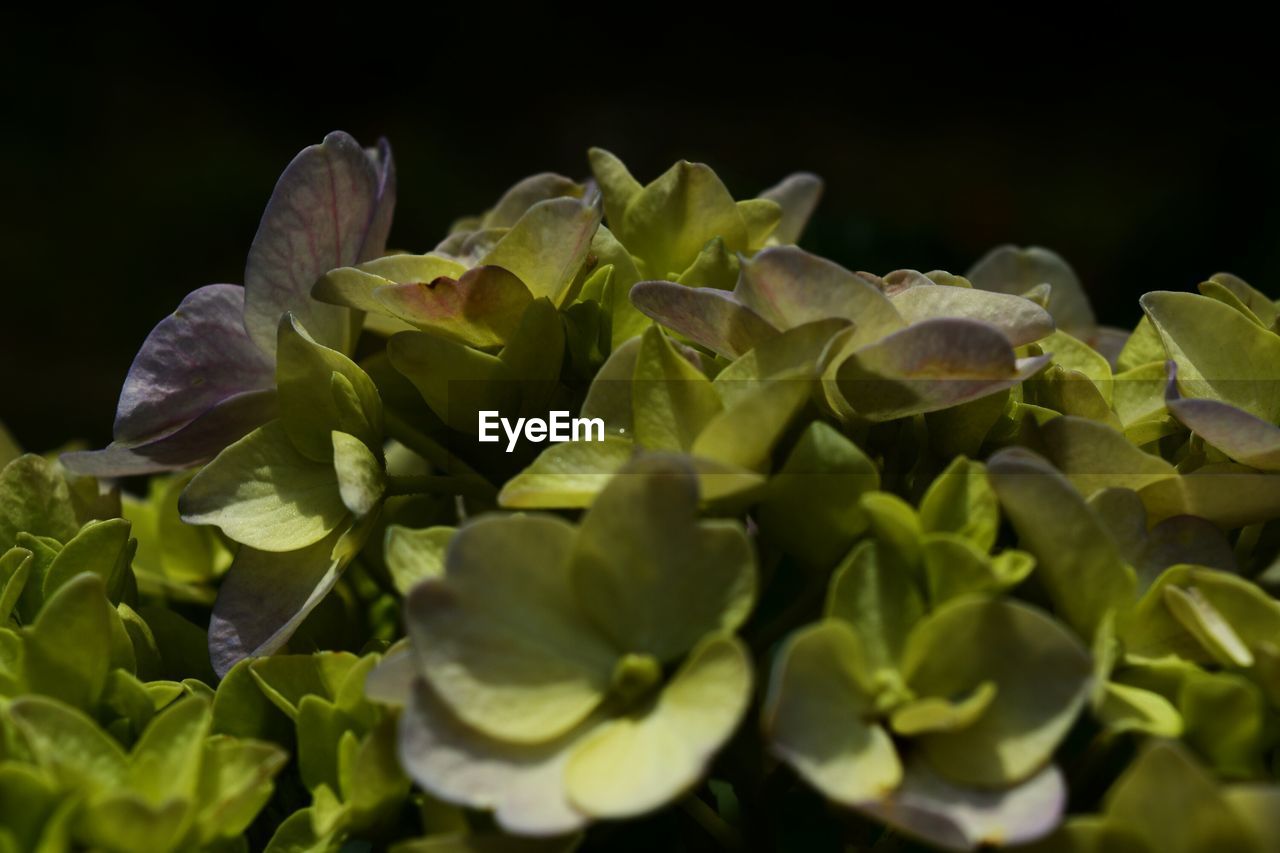 CLOSE-UP OF FLOWERING PLANTS