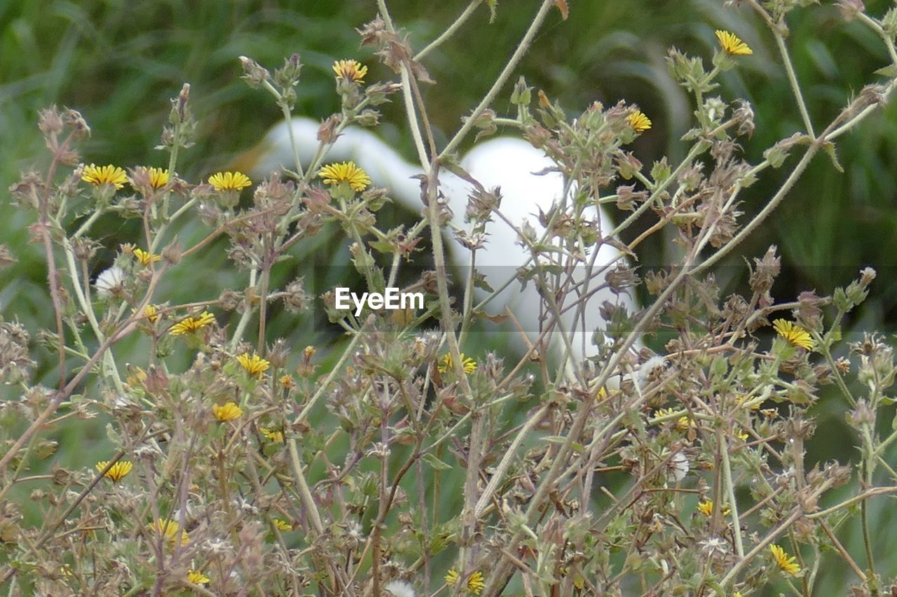 CLOSE-UP OF PLANTS