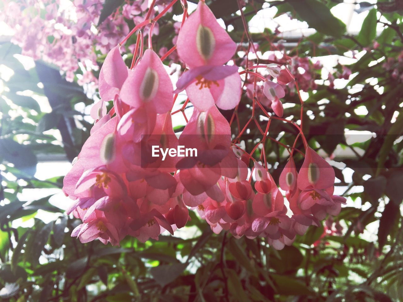 CLOSE-UP OF PINK FLOWERING TREE