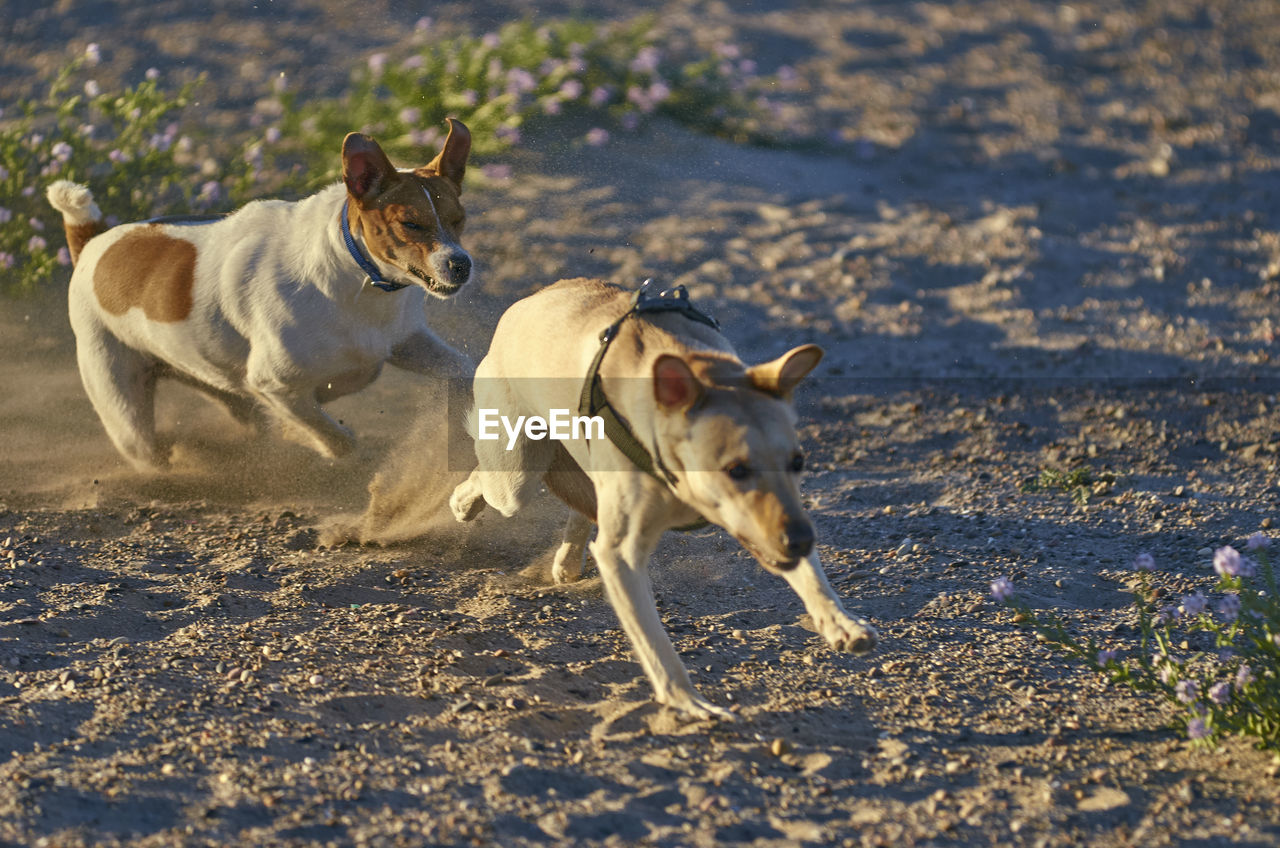 DOG RUNNING ON THE BEACH