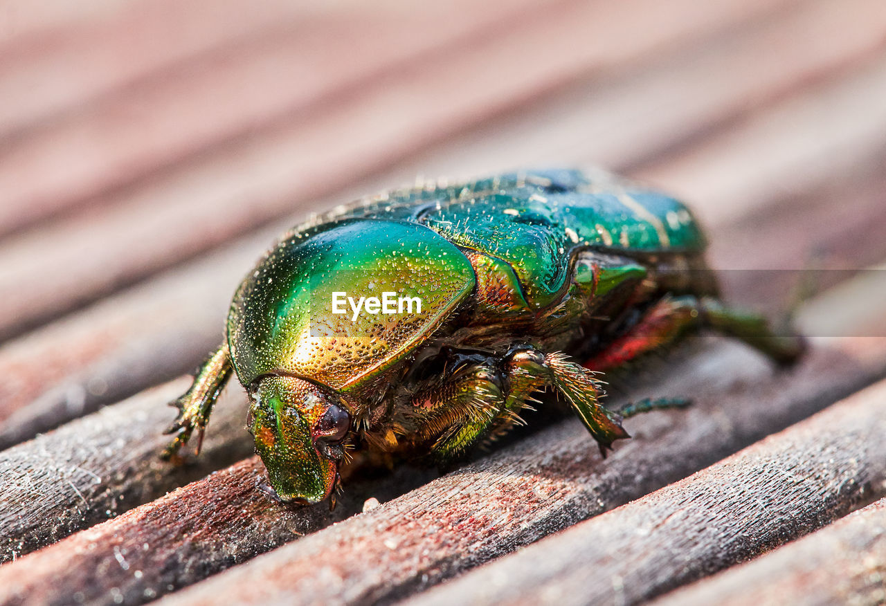 Green golden june beetle or cockchafer detail view sitting on a wooden deck in the sun.