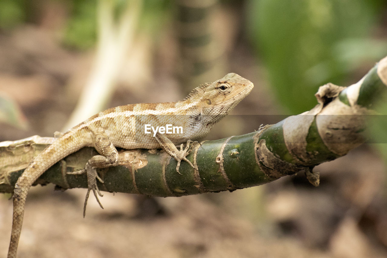 CLOSE-UP OF LIZARD ON BRANCH