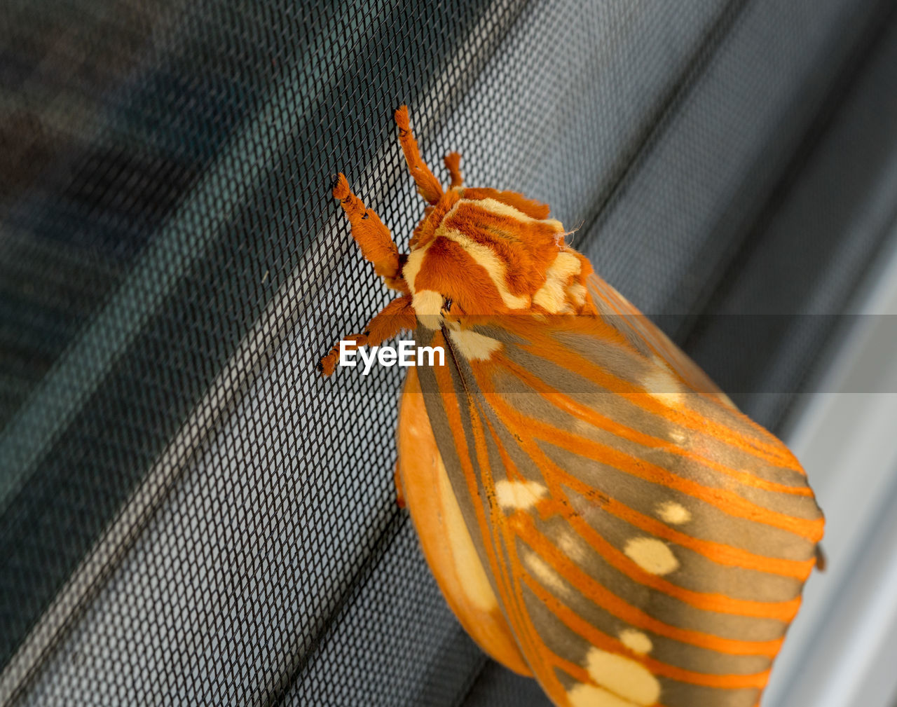 HIGH ANGLE VIEW OF BUTTERFLY ON LEAF