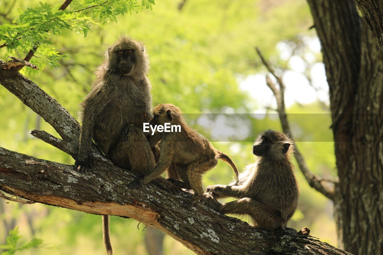 MONKEY SITTING ON BRANCH