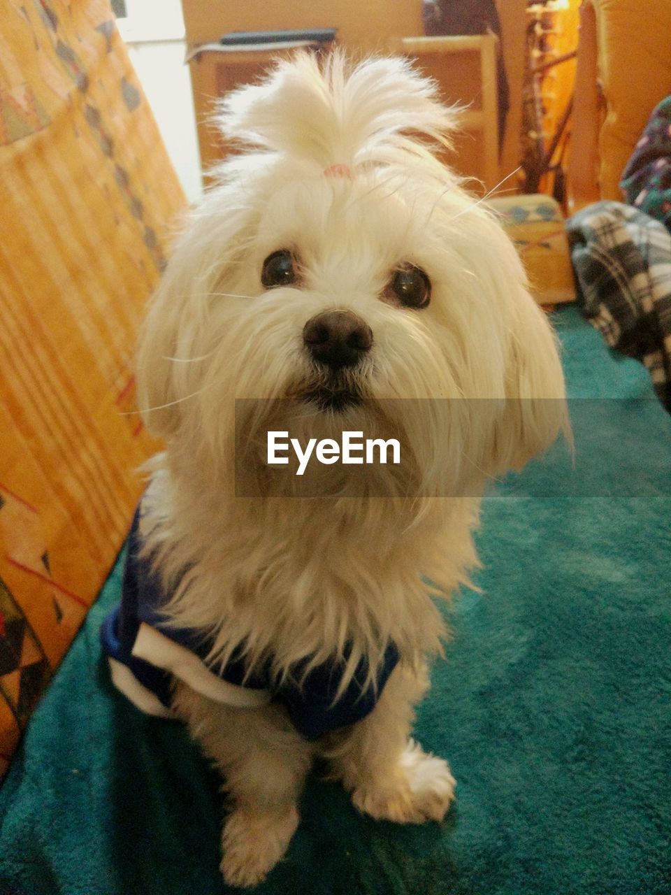 CLOSE-UP PORTRAIT OF DOG WITH MOUTH OPEN