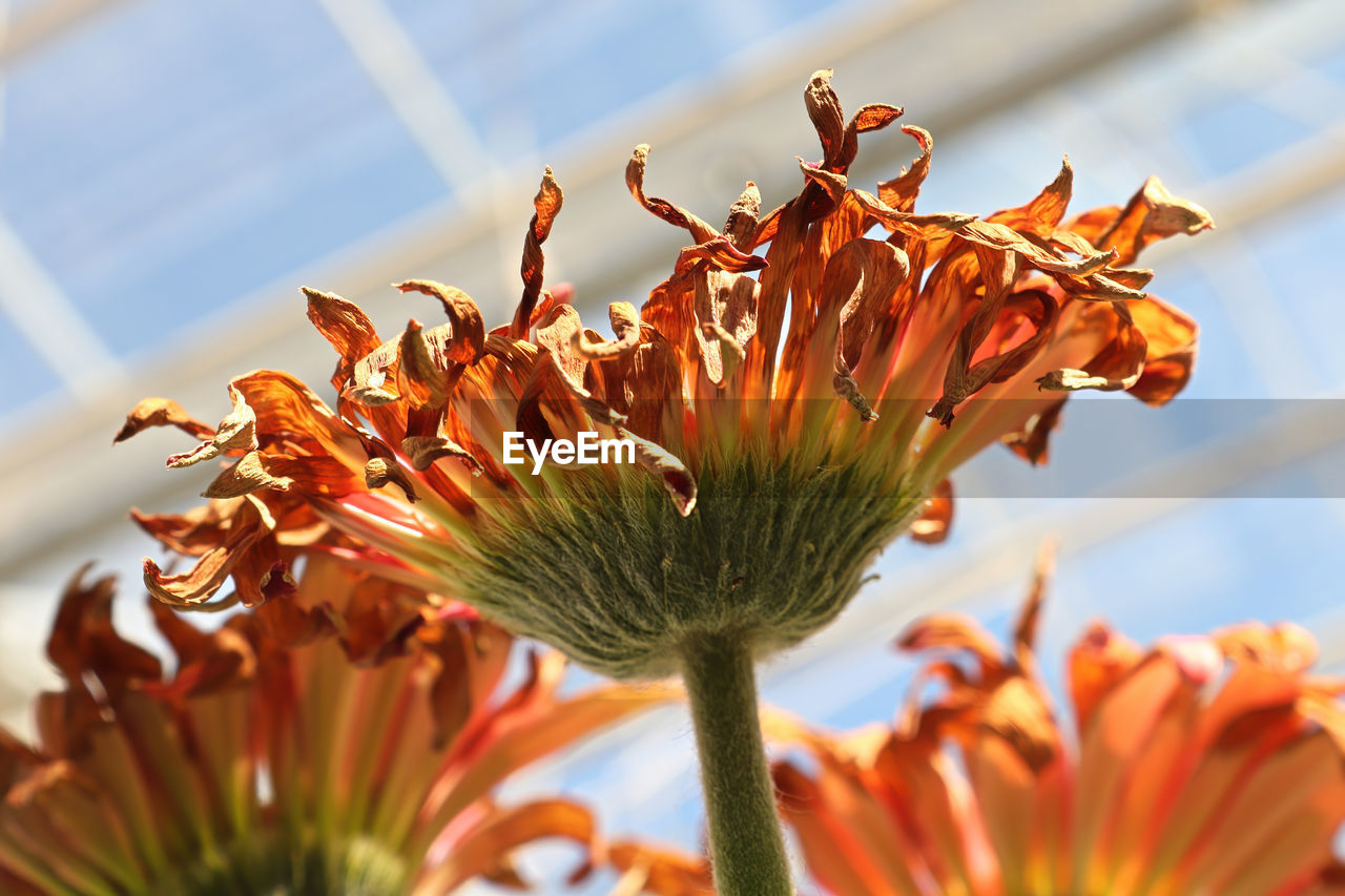 Bottom view of drying gerbera flower heads.