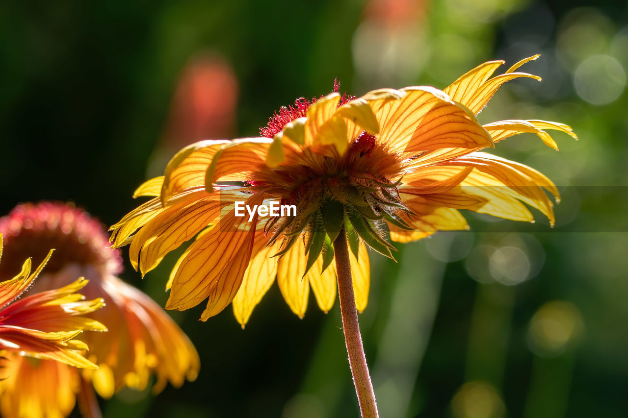 CLOSE-UP OF FRESH YELLOW FLOWER