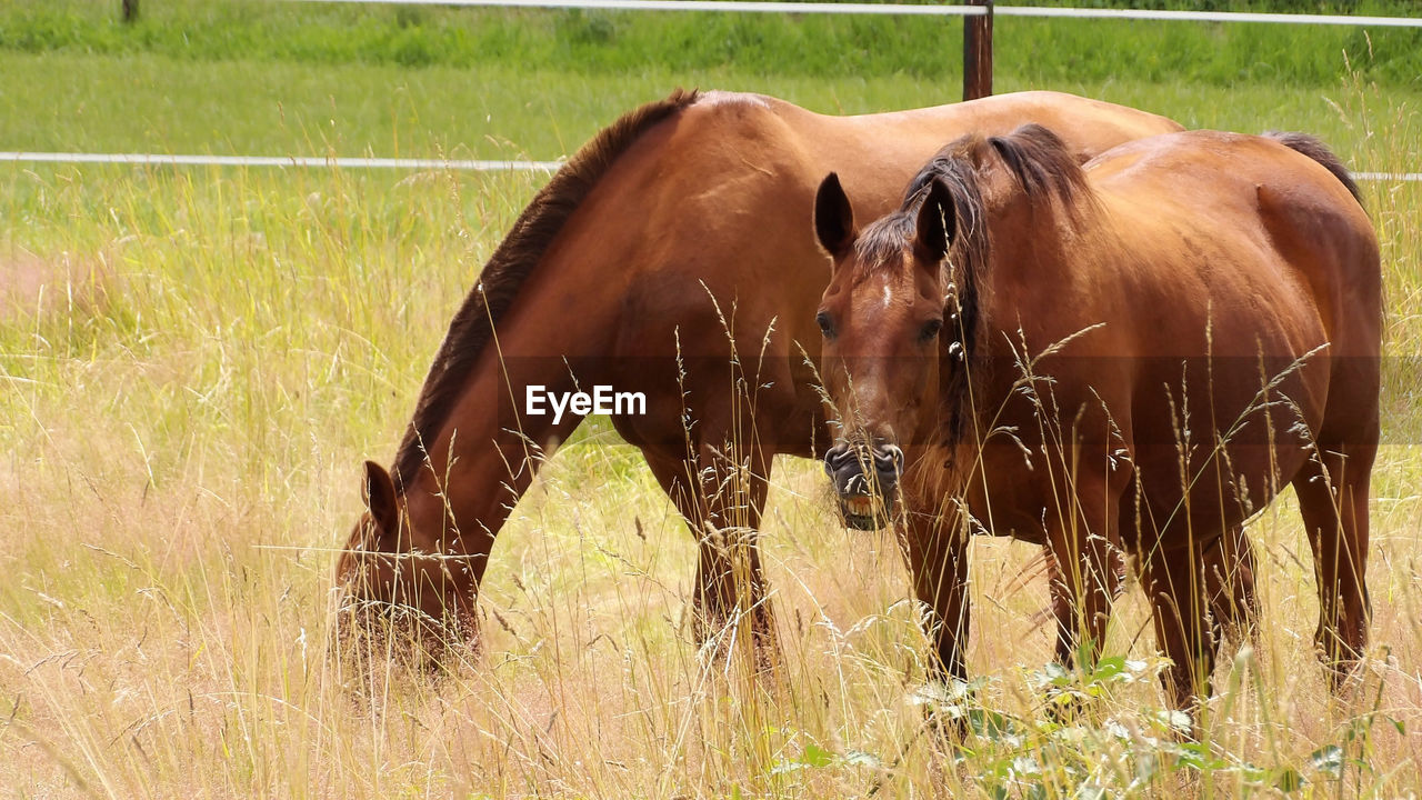 animal themes, animal, mammal, pasture, domestic animals, grass, animal wildlife, livestock, prairie, grazing, field, plant, grassland, horse, nature, brown, mare, group of animals, land, no people, pet, herbivorous, meadow, standing, wildlife, agriculture, day, outdoors, landscape, two animals, mane, cattle, plain, herd, fence, environment