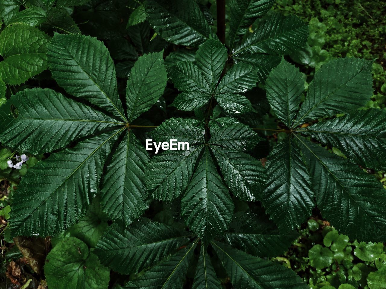 leaf, plant, green, plant part, growth, tree, rainforest, forest, nature, jungle, beauty in nature, no people, flower, backgrounds, full frame, day, outdoors, close-up, branch, tranquility