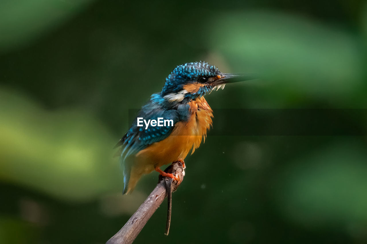 Close-up of king fisher perching on a branch