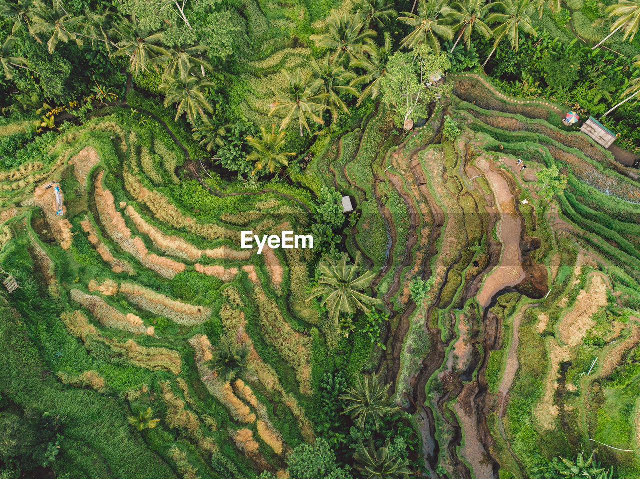 High angle view of agricultural field