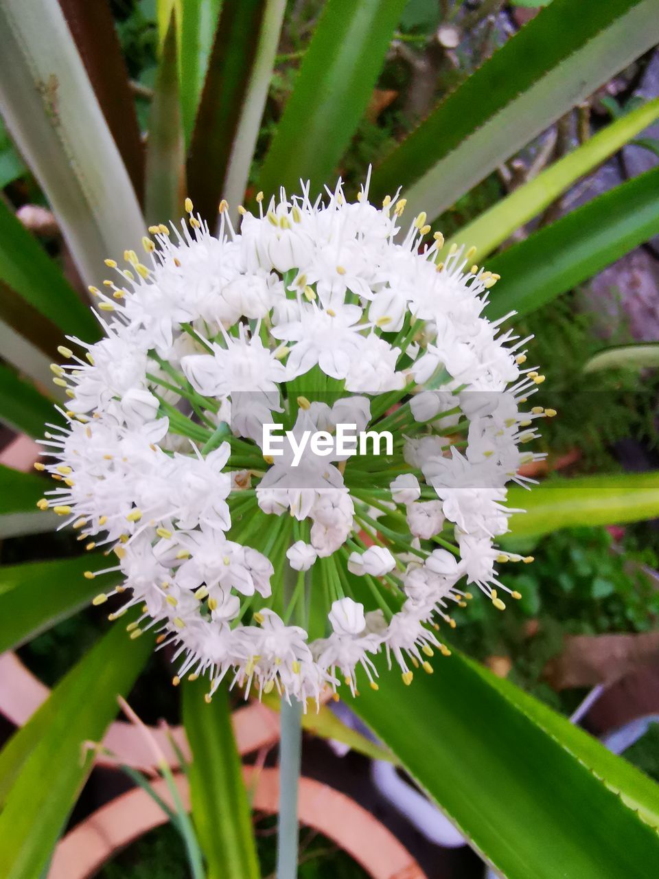 plant, flower, flowering plant, beauty in nature, freshness, close-up, growth, nature, white, leaf, petal, flower head, fragility, plant part, inflorescence, no people, botany, blossom, green, outdoors, focus on foreground, day