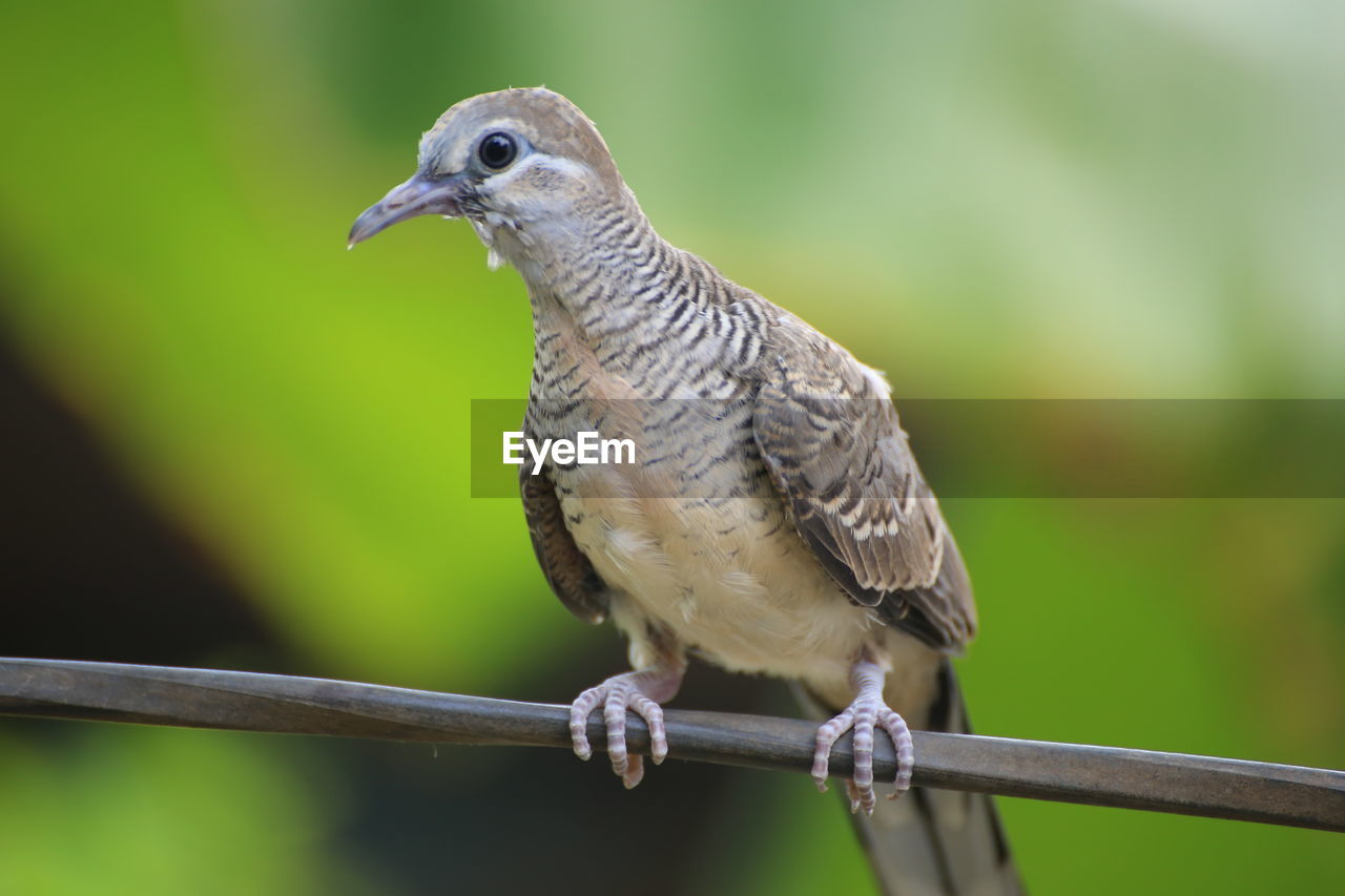 CLOSE-UP OF SPARROW PERCHING ON RAILING