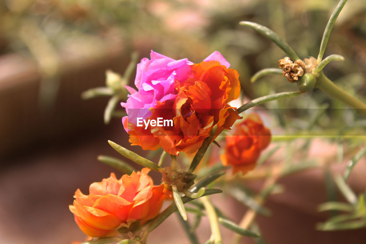 CLOSE-UP OF FLOWERS BLOOMING