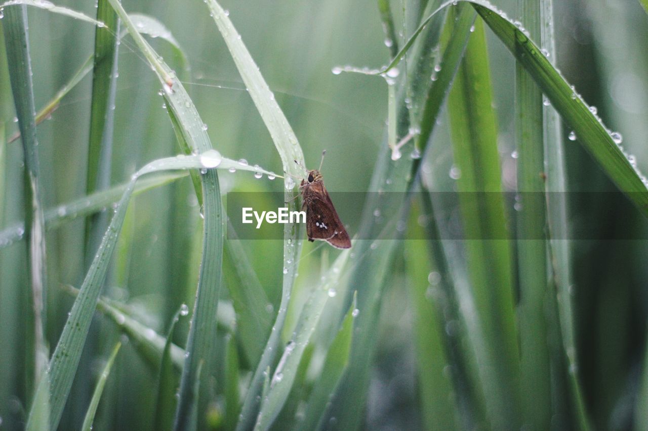 CLOSE-UP OF INSECT ON WET LEAF