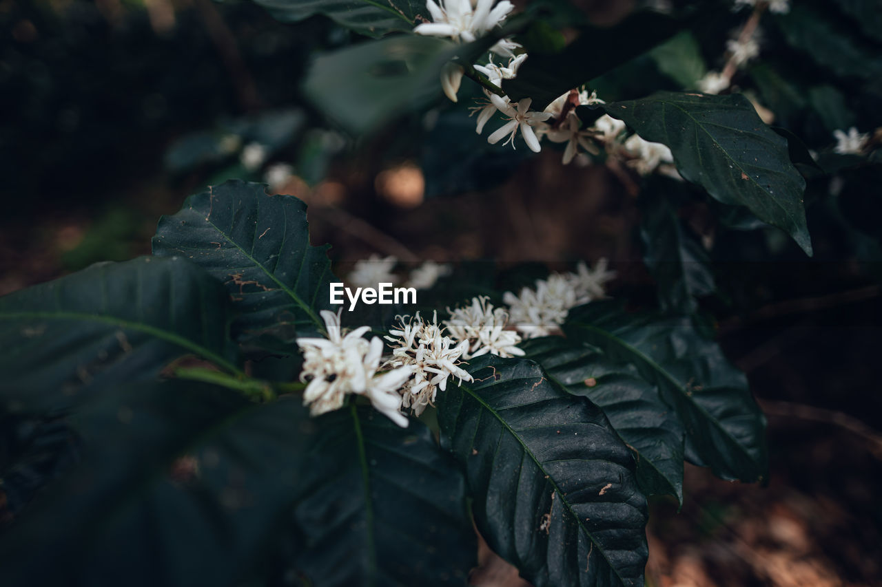 plant, nature, leaf, plant part, tree, branch, flower, beauty in nature, flowering plant, green, close-up, growth, no people, outdoors, food and drink, freshness, food, macro photography, white, land, day, focus on foreground, blossom, botany, autumn, selective focus, environment, fruit, sunlight