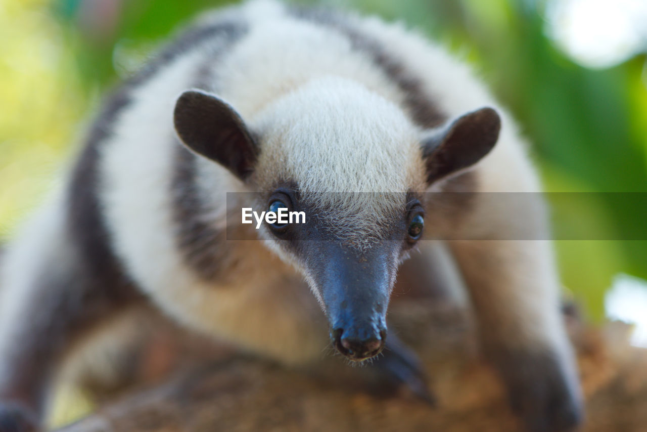 CLOSE-UP PORTRAIT OF ANIMAL