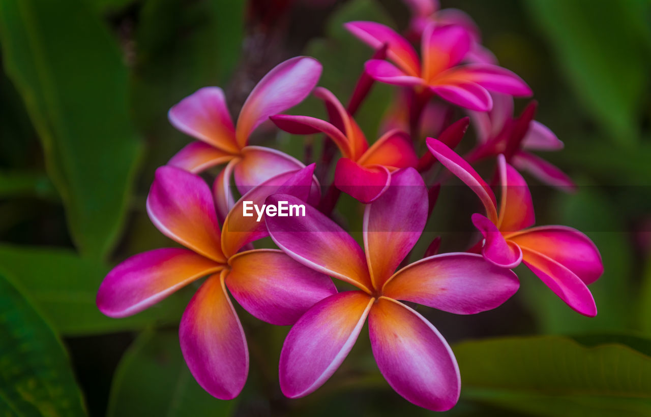 flower, plant, flowering plant, beauty in nature, freshness, close-up, nature, pink, petal, macro photography, leaf, magenta, plant part, no people, flower head, frangipani, inflorescence, purple, focus on foreground, multi colored, fragility, outdoors, growth, vibrant color, tropical climate, green, ornamental garden