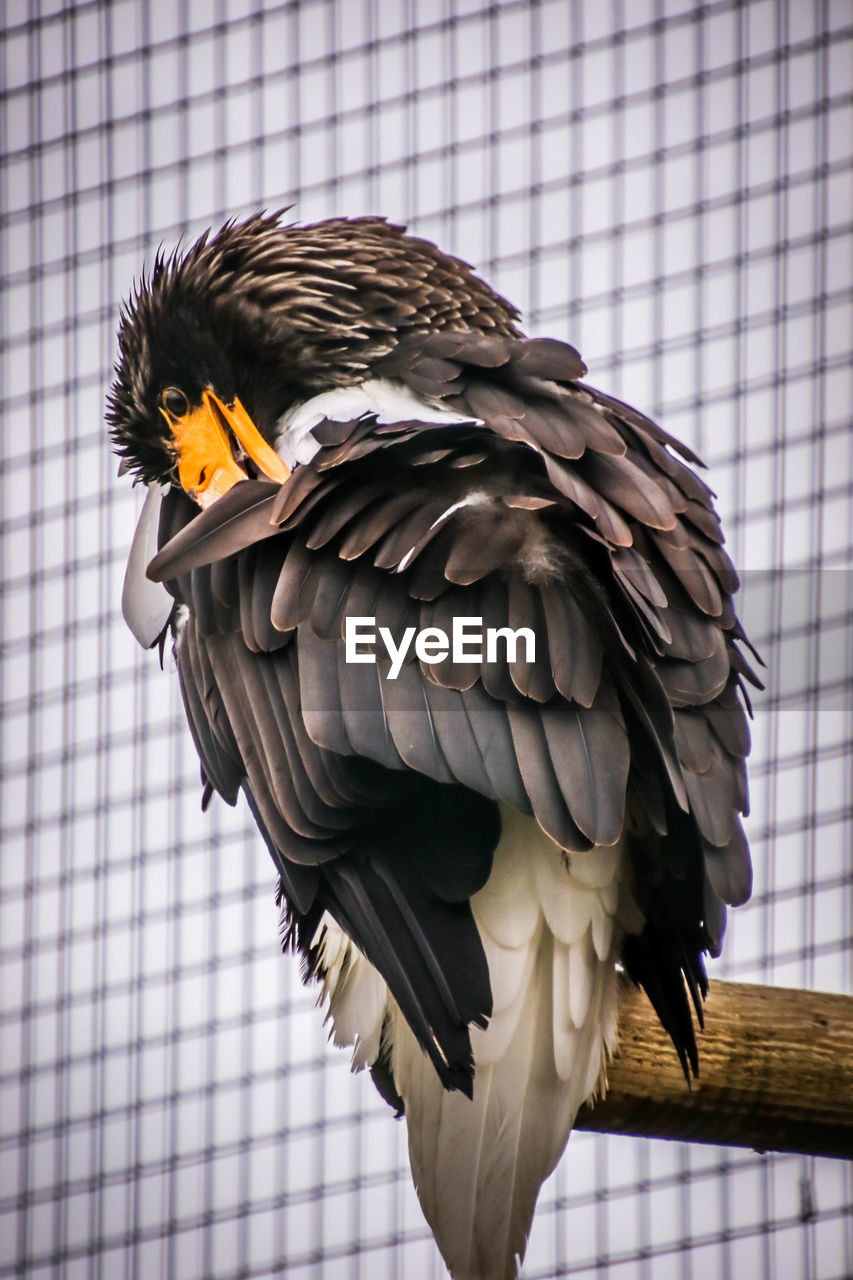 CLOSE-UP OF EAGLE PERCHING ON CAGE