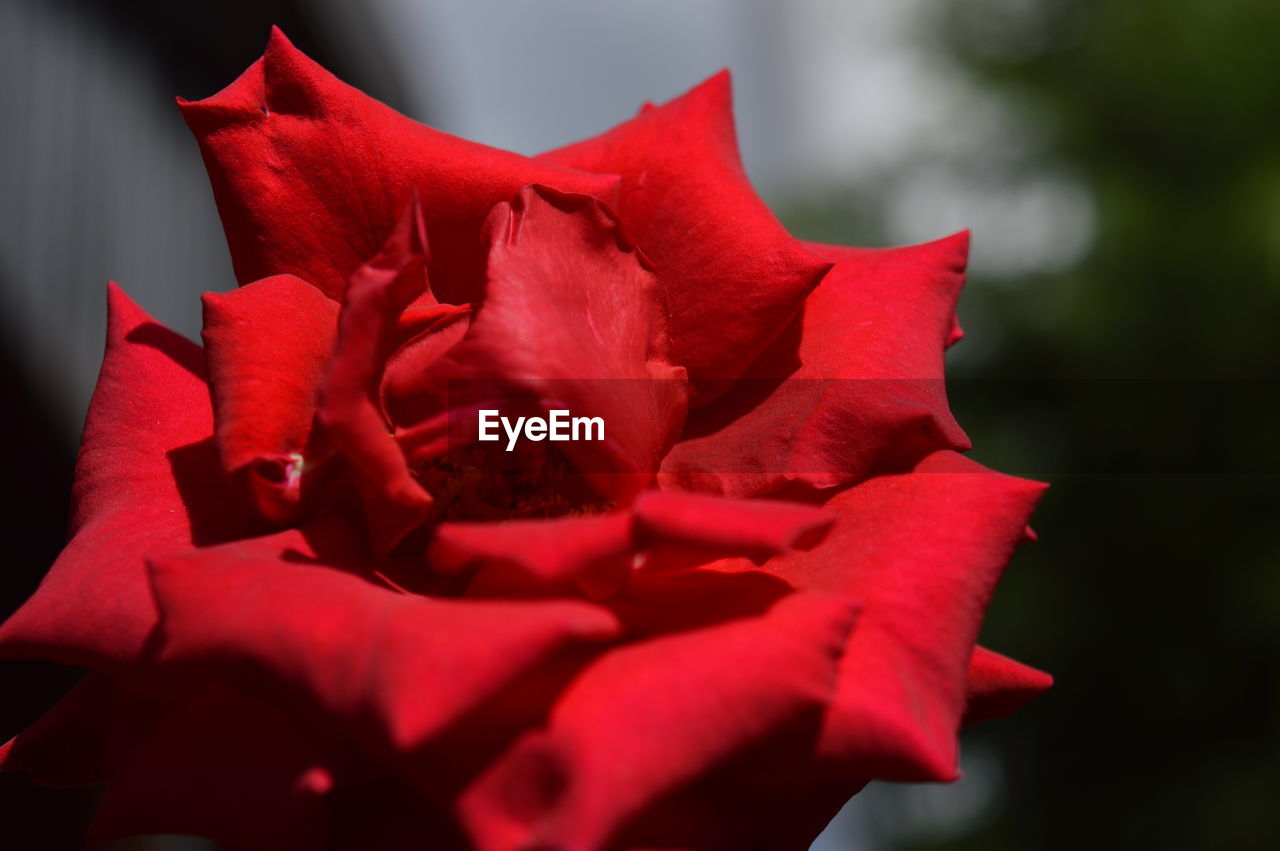 CLOSE-UP OF RED ROSE OUTDOORS