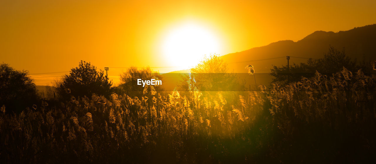 Plants growing on field against sky during sunset