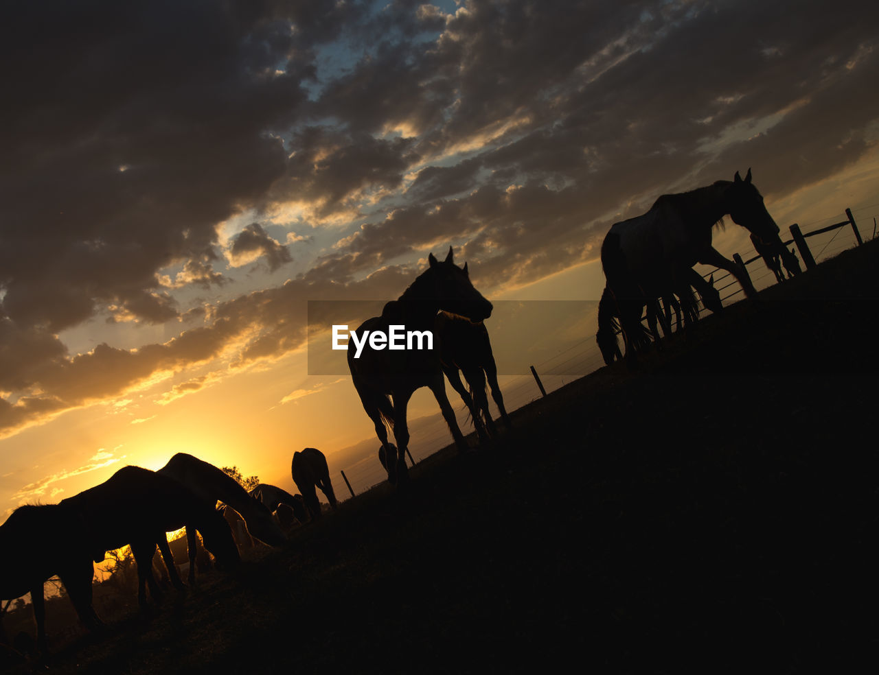 Silhouette horses against sky during sunset