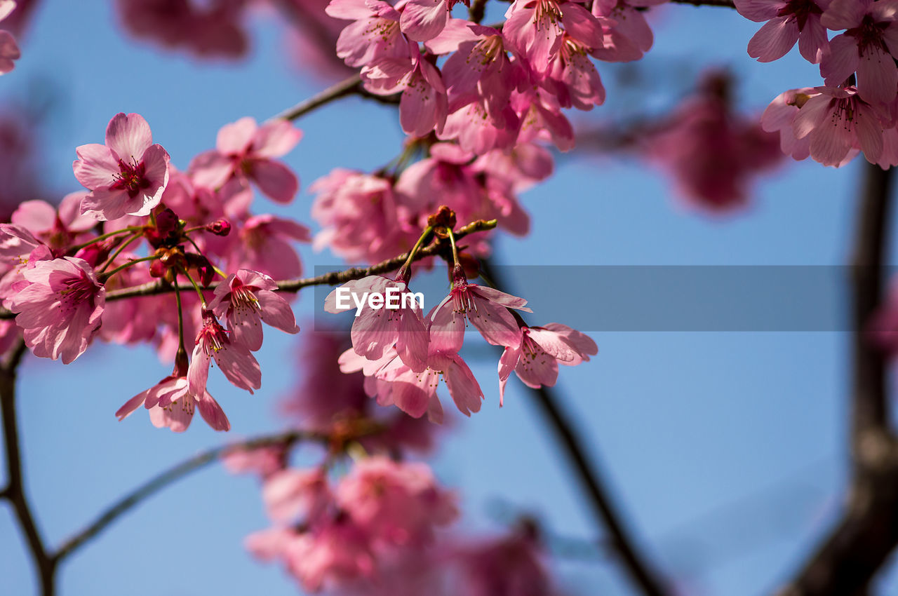 CLOSE-UP OF PINK CHERRY BLOSSOMS IN SPRING