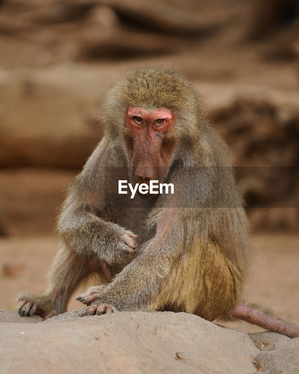 Close-up portrait of baboon sitting on rock