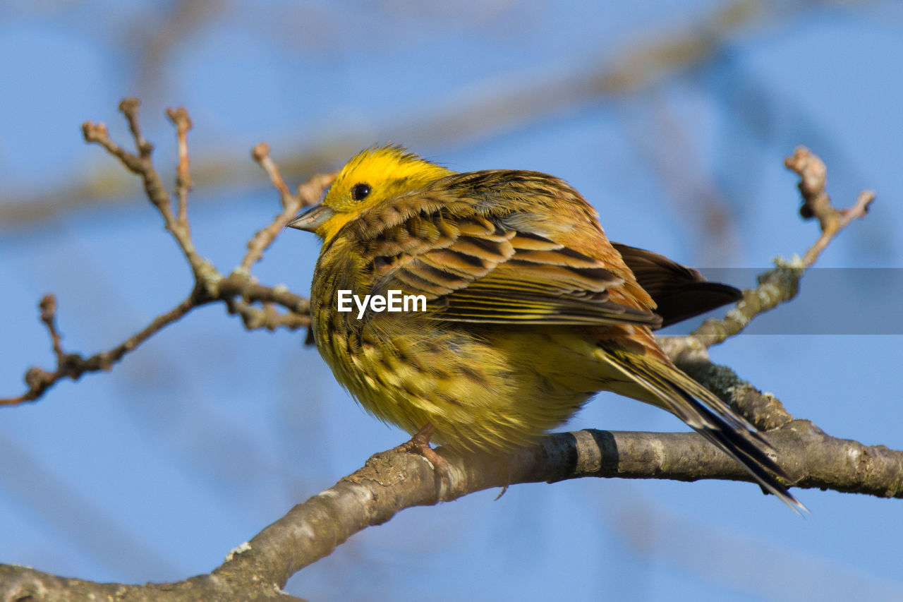 BIRD PERCHING ON A BRANCH