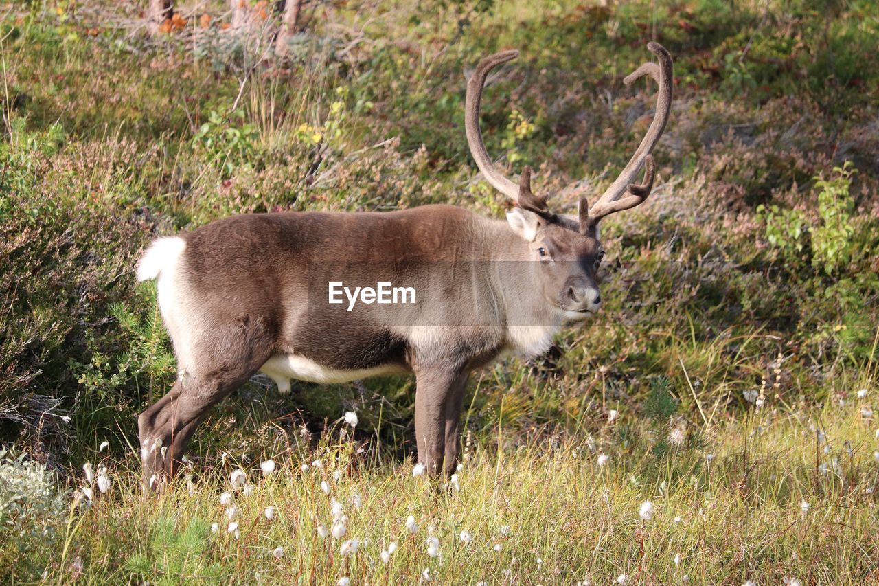 DEER STANDING ON FIELD