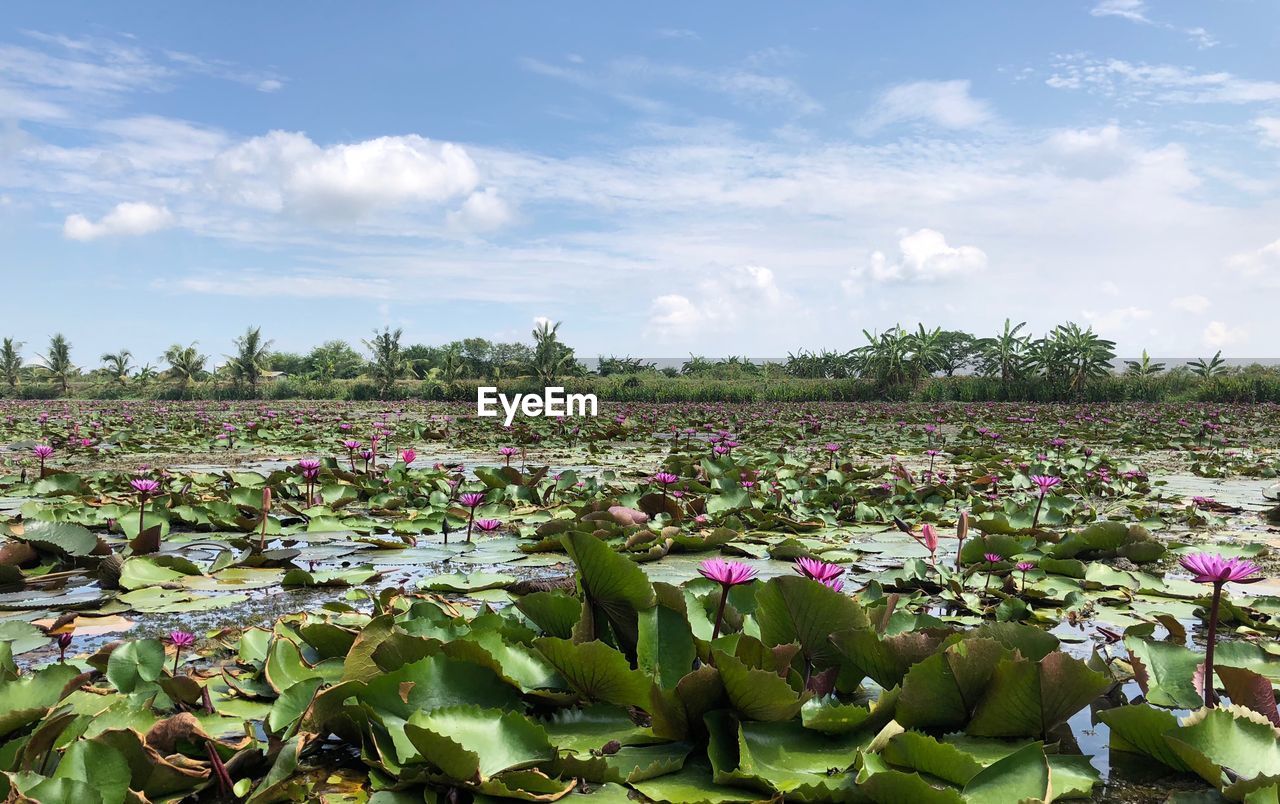 Lotus water lilies floating in pond against sky