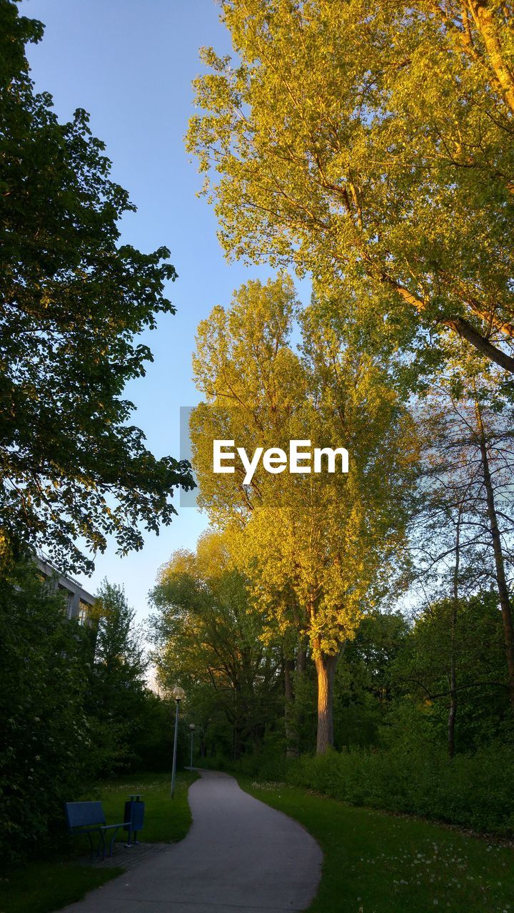 LOW ANGLE VIEW OF TREES IN FOREST AGAINST SKY DURING AUTUMN