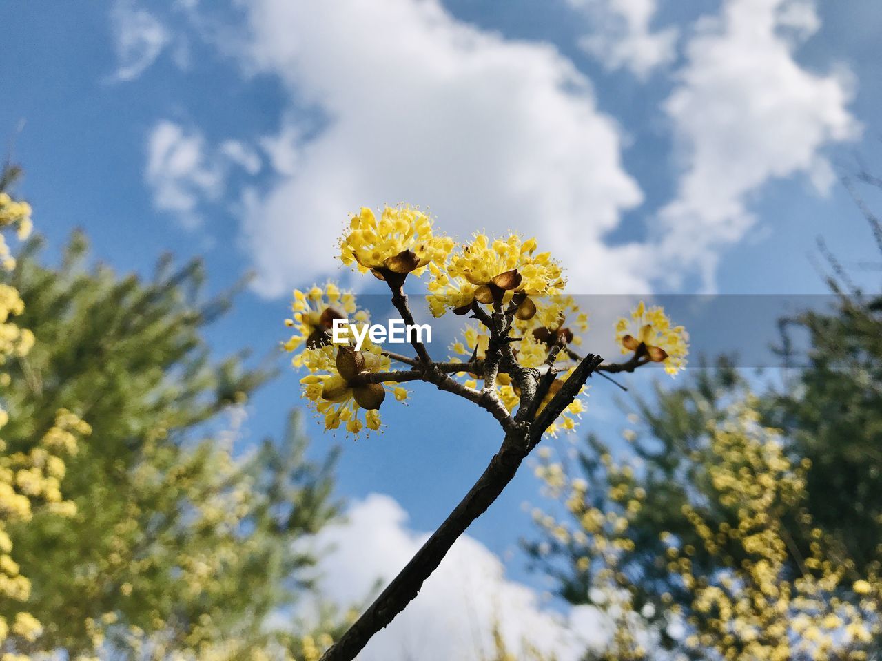 Low angle view of yellow flowering plant against cloudy sky