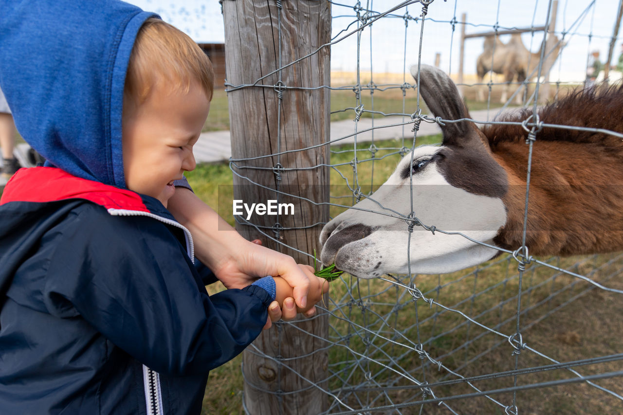 Boy feeding donkey behind fence