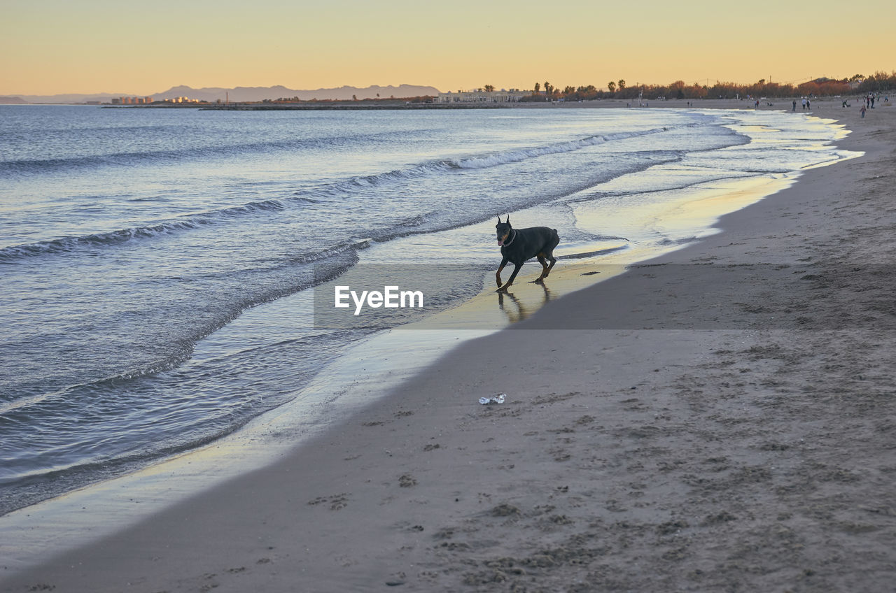 DOG ON BEACH AGAINST THE SKY