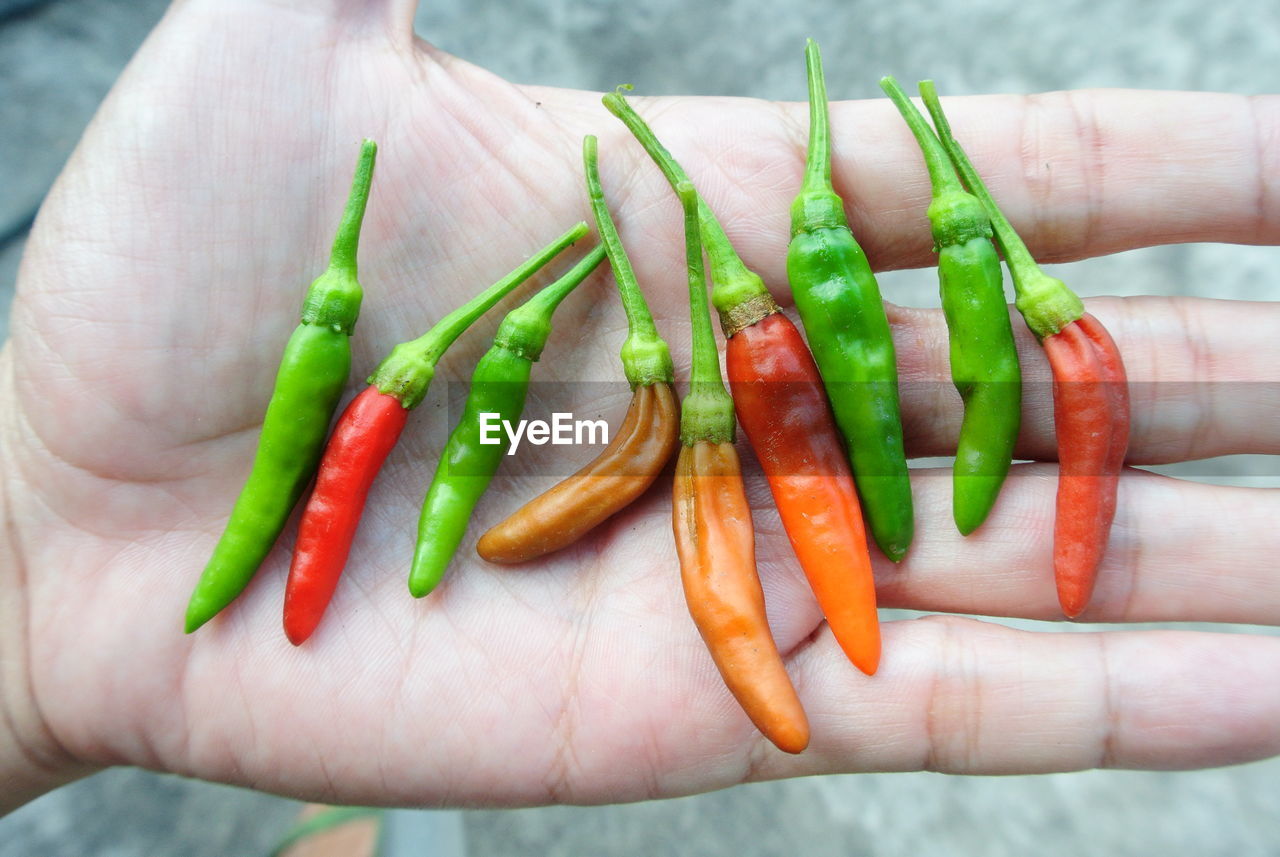 Cropped hand of person holding chili peppers