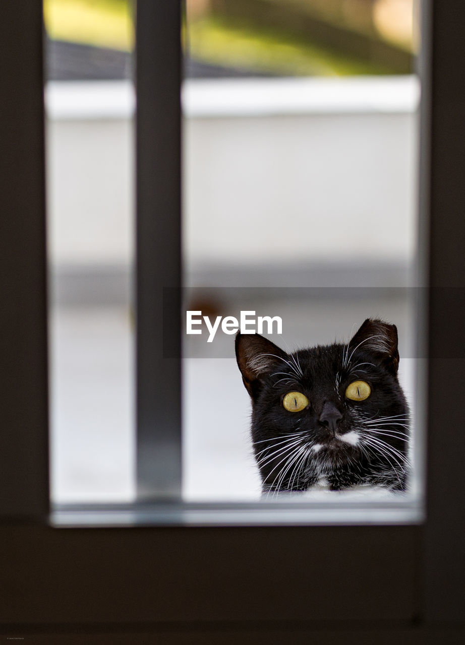 Close-up portrait of a cat