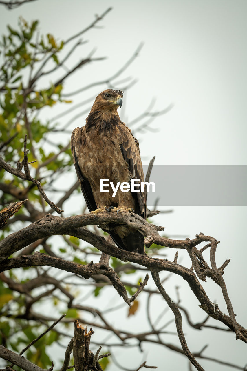 Tawny eagle on twisted branch tilting head
