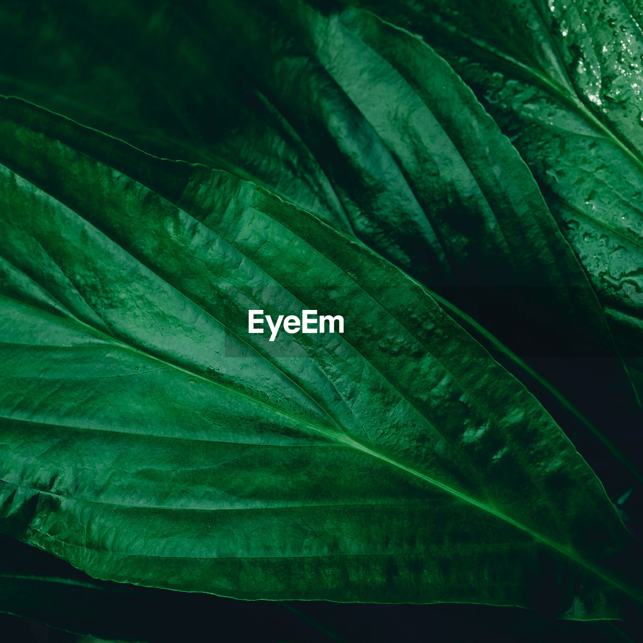 Close-up of raindrops on green leaves