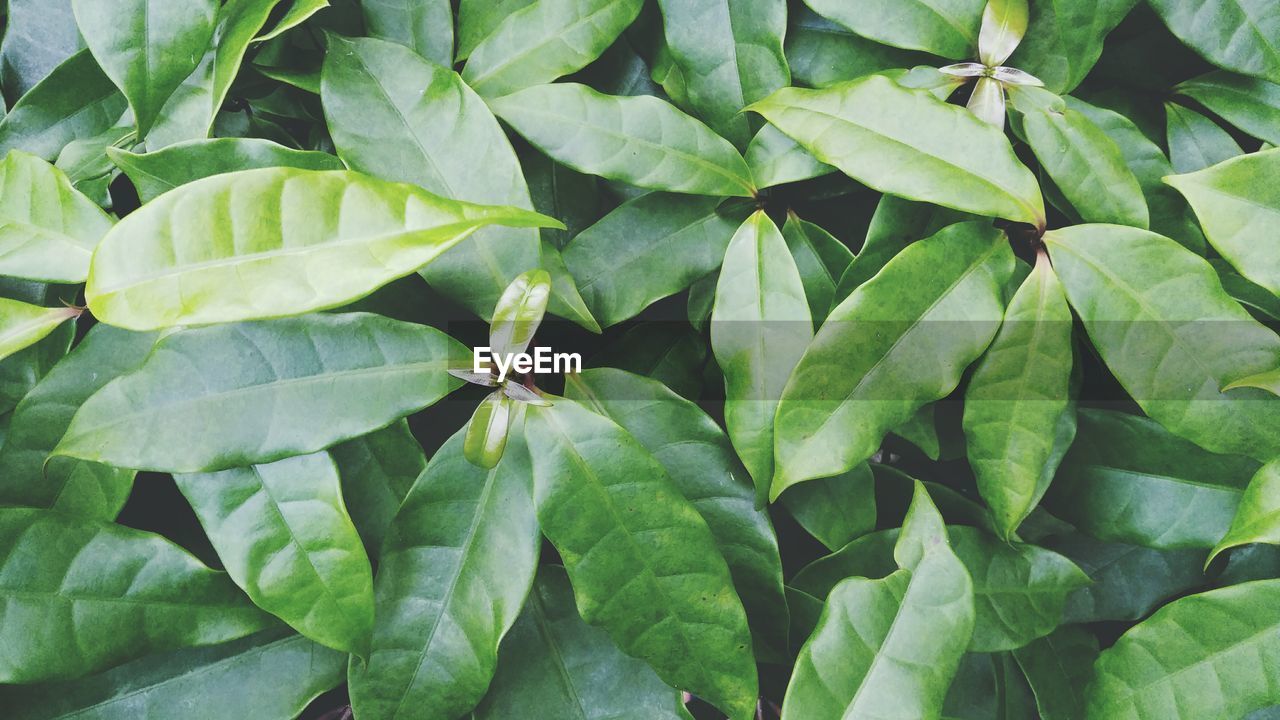 Full frame shot of green leaves