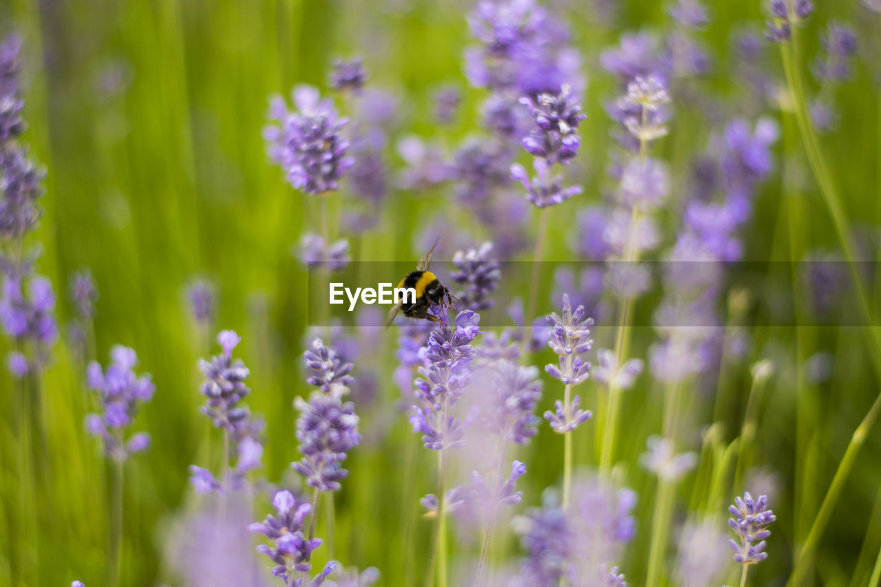 Close-up of insect pollinating on purple flowers