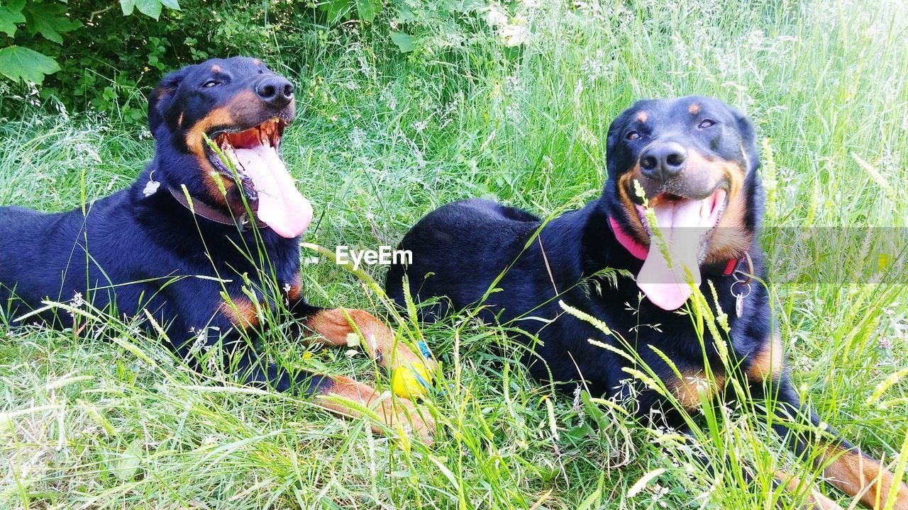 PORTRAIT OF DOG ON GRASS