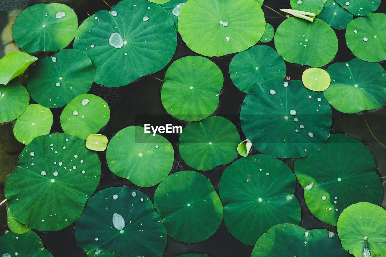 High angle view of raindrops on leaves