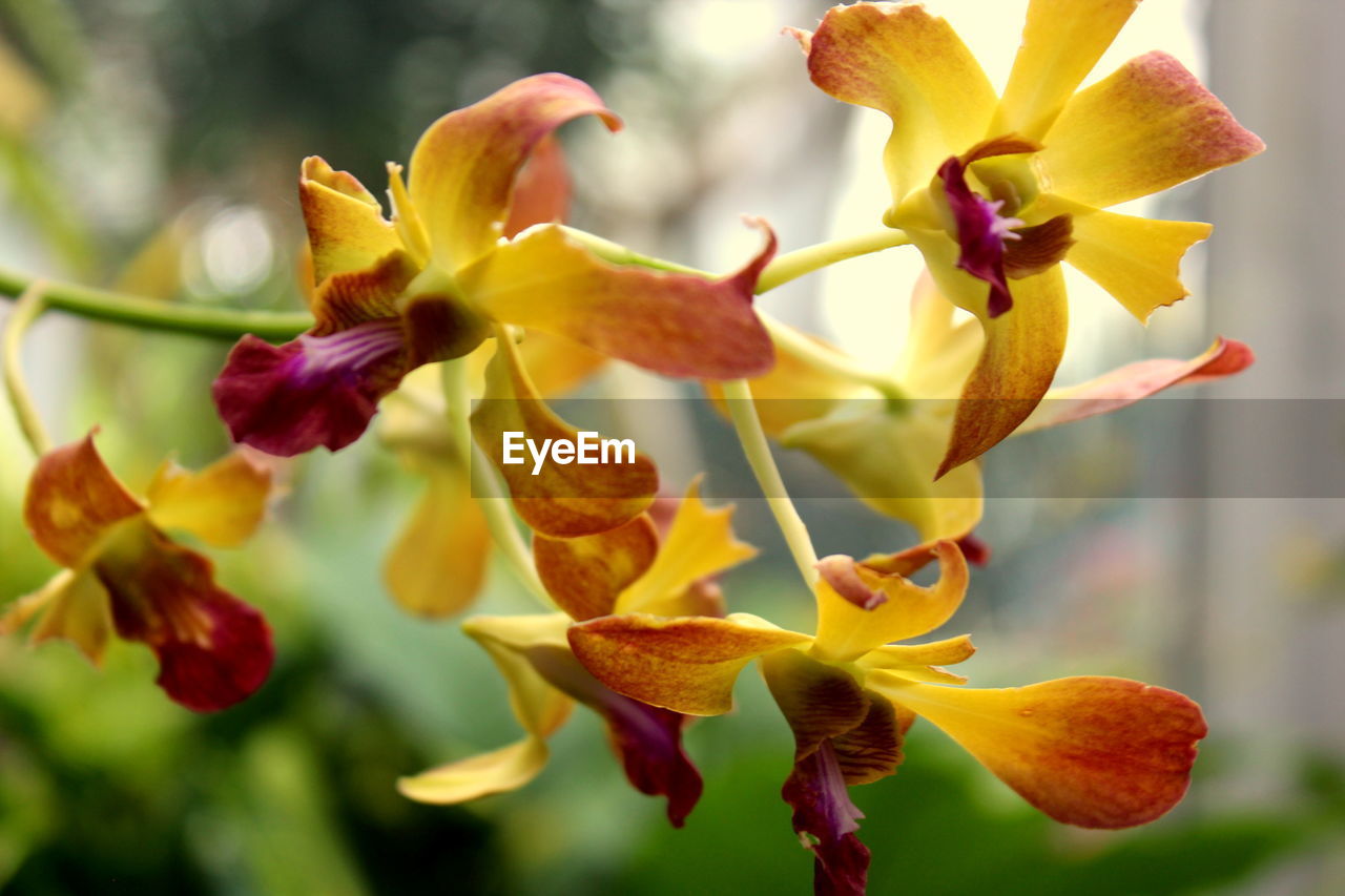 Close-up of yellow flowering plant