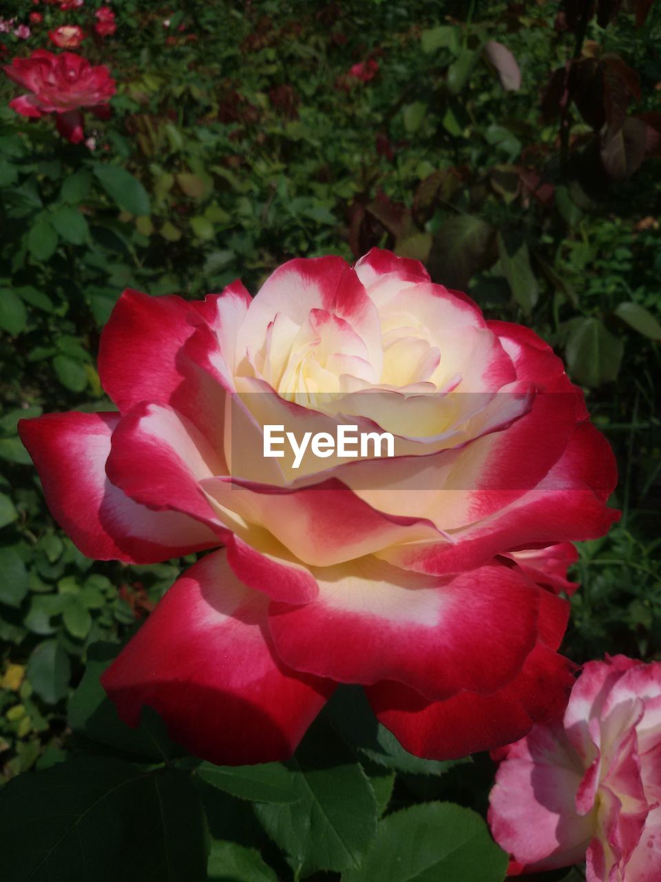 CLOSE-UP OF PINK ROSE