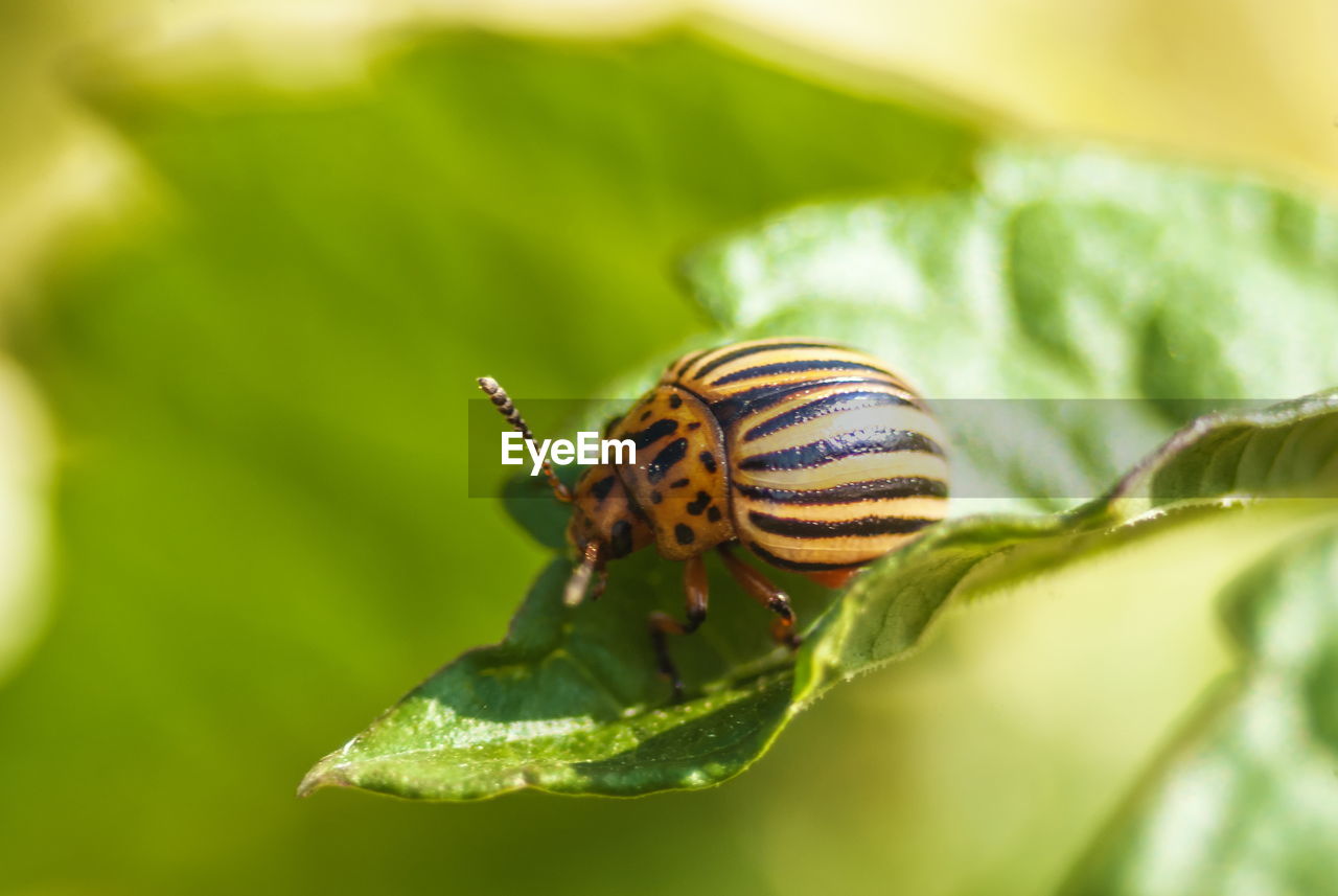 Close-up of insect on leaf