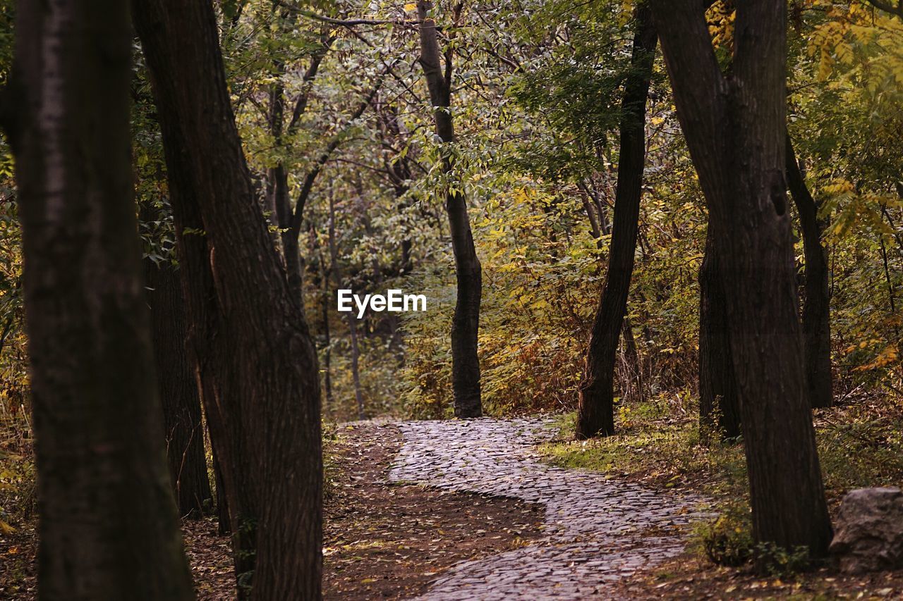 Narrow pathway along trees in forest