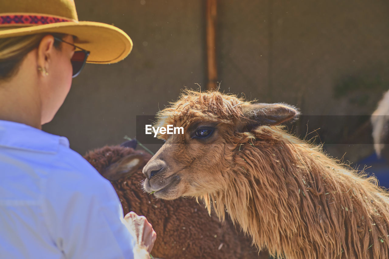 Young tourist takes selfies of alpacas and llamas on the farm. feeding alpacas. farm life concept.