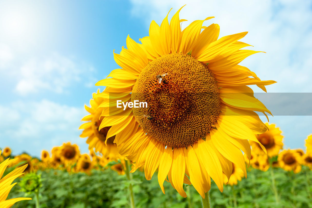 plant, sunflower, flower, flowering plant, yellow, beauty in nature, sky, freshness, flower head, cloud, nature, field, growth, petal, landscape, inflorescence, rural scene, fragility, land, close-up, agriculture, summer, environment, no people, sunflower seed, springtime, pollen, crop, vibrant color, sunlight, outdoors, vegetarian food, farm, blossom, scenics - nature, day, landscaped, blue, seed, botany, grass, asterales, focus on foreground, plant part, meadow, tranquility, plain, low angle view, horizon over land, leaf, idyllic, macro, backgrounds, macro photography, wildflower, cloudscape, multi colored, selective focus, non-urban scene, extreme close-up